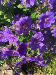Geranium pratense