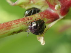 Coptosoma scutellatum