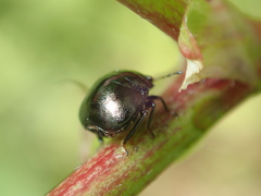 Coptosoma scutellatum