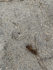Neocurtilla hexadactyla
