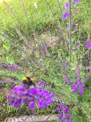 Bombus