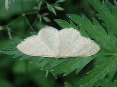 Idaea deversaria