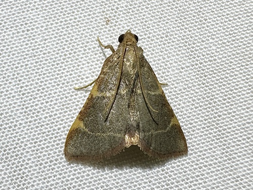 Pink-fringed Dolichomia Moth photo 6