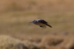 Muscisaxicola rufivertex