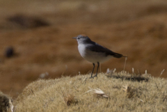 Muscisaxicola rufivertex