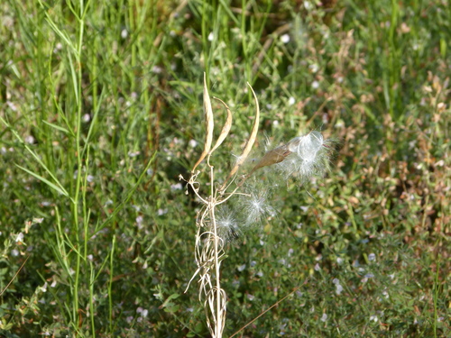Narrow-leaf Milkweed winter
