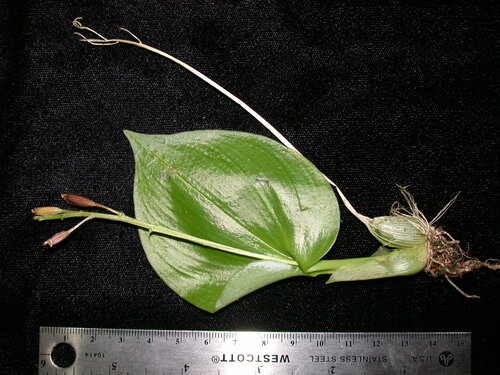 Liparis clypeolum observed 2003-12-14
