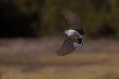 Muscisaxicola rufivertex