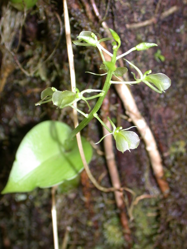 Liparis clypeolum observed 2004-06-14