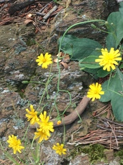 Hieracium venosum