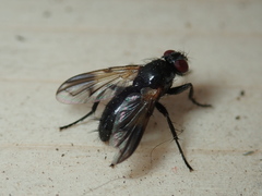 Paykullia maculata