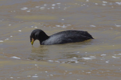 Fulica cornuta