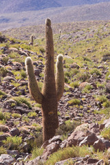 Trichocereus atacamensis