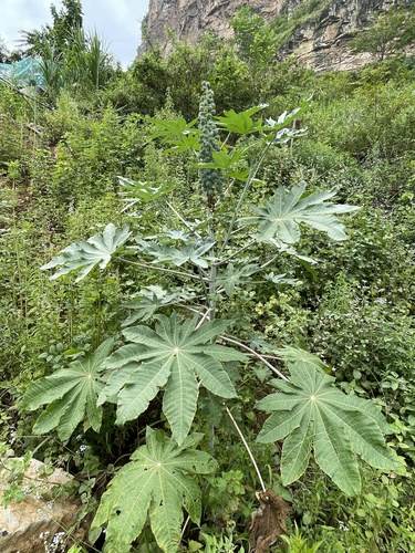 castor bean