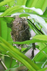 Leptocoma calcostetha