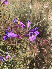 Penstemon heterophyllus australis