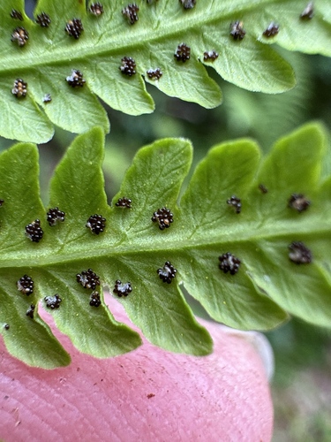 Image of Oreopteris quelpartensis by no rights reserved