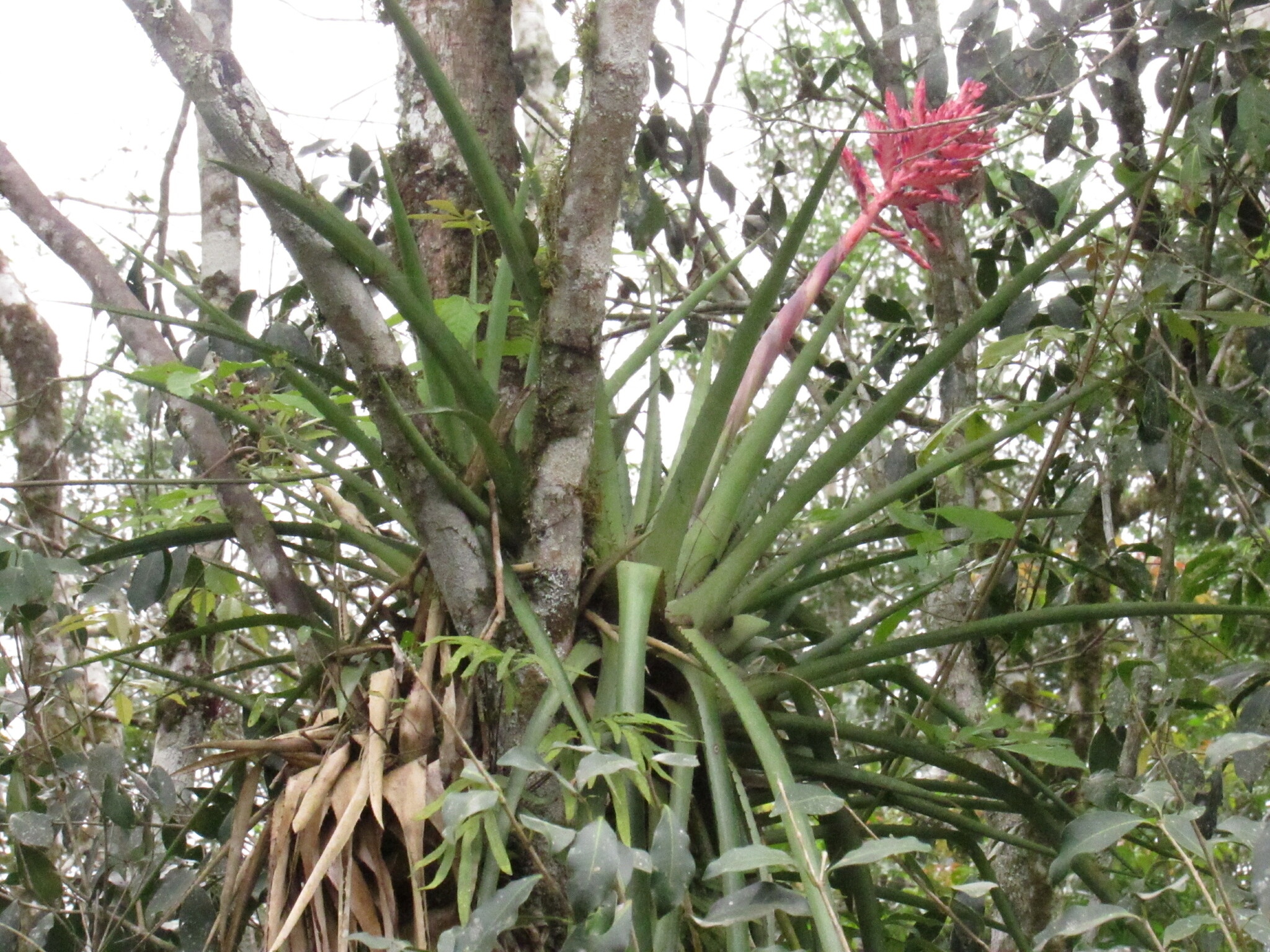 Aechmea distichantha