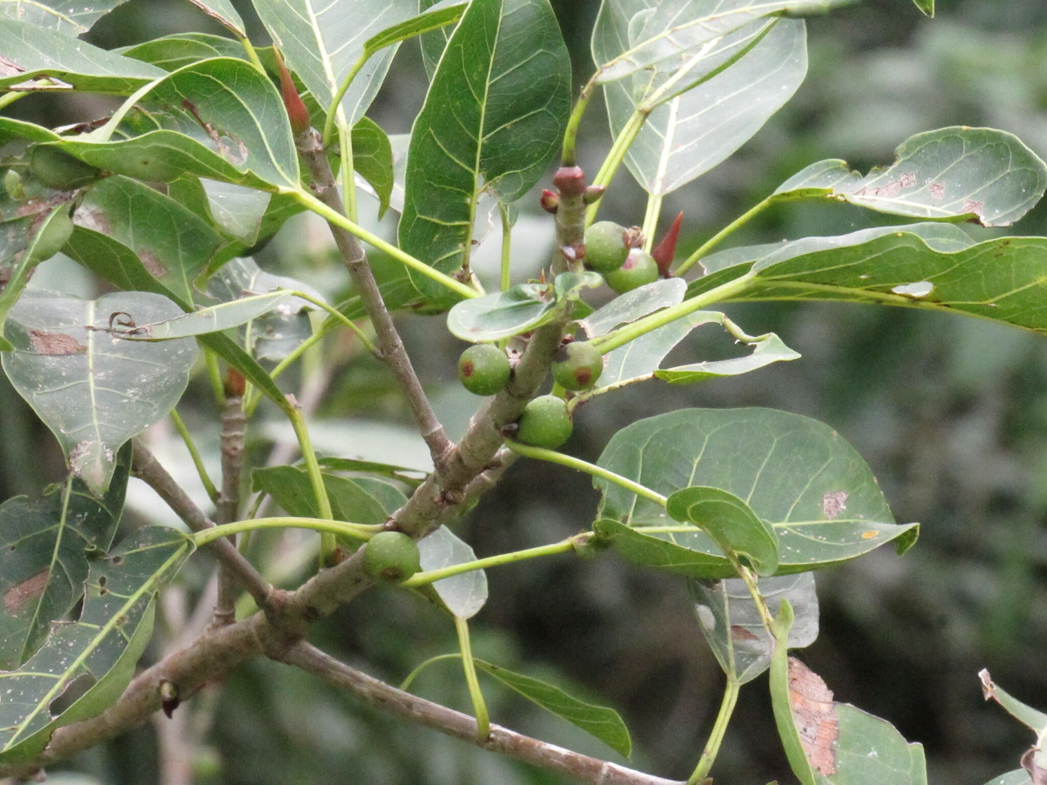 Ficus luschnathiana