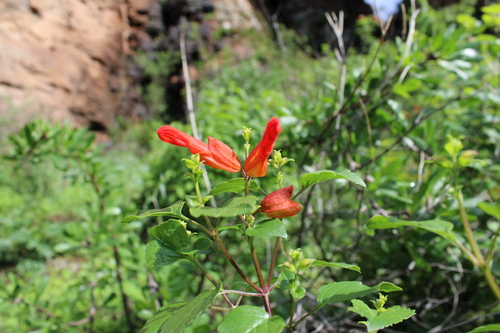 Image of Salvia regla by (c) Rodolfo Maximiliano Gutiérrez-Sánchez, some rights reserved (CC BY)