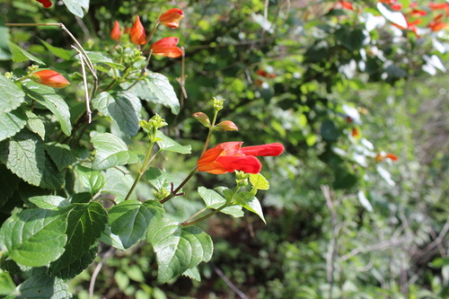 Image of Salvia regla by (c) Rodolfo Maximiliano Gutiérrez-Sánchez, some rights reserved (CC BY)