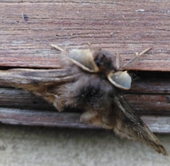 Phyllalia thunbergii