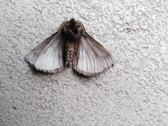 Phyllalia thunbergii