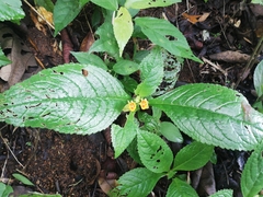 Chrysothemis friedrichsthaliana