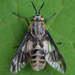 Twin-lobed Deer Fly - Photo (c) Vladimir Bryukhov, some rights reserved (CC BY-NC), uploaded by Vladimir Bryukhov