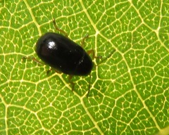 Cryptocephalus ocellatus