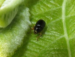 Cryptocephalus ocellatus