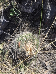 Echinofossulocactus lloydii