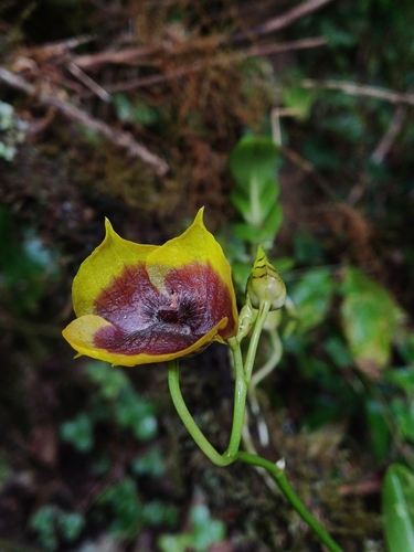 Image of Telipogon costaricensis by (c) Andrey Loria, some rights reserved (CC BY)