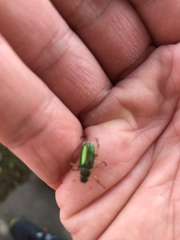 Dichelonyx canadensis