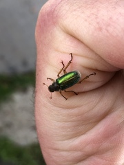 Dichelonyx canadensis