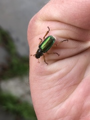 Dichelonyx canadensis