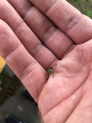 Dichelonyx canadensis