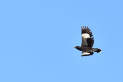 Acridotheres tristis