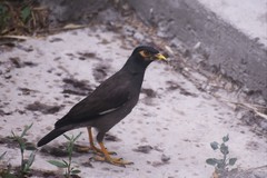 Acridotheres tristis