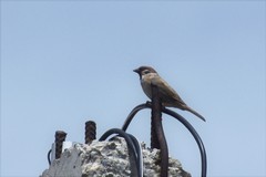 Passer montanus