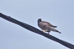Acridotheres tristis
