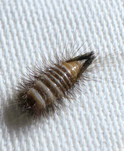 Bervidinis Kailiavabalis nuotrauka