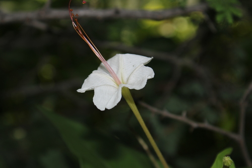Sweet four o'clock (Mirabilis longiflora)