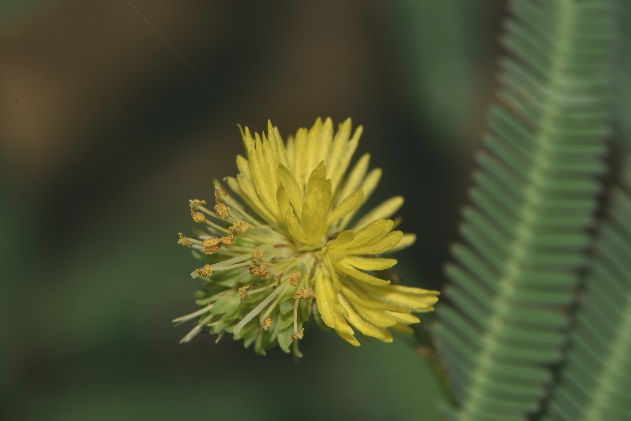 Neptunia pubescens