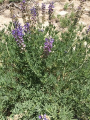 Lupinus hyacinthinus
