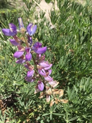 Lupinus hyacinthinus