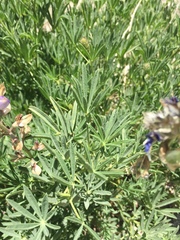 Lupinus hyacinthinus