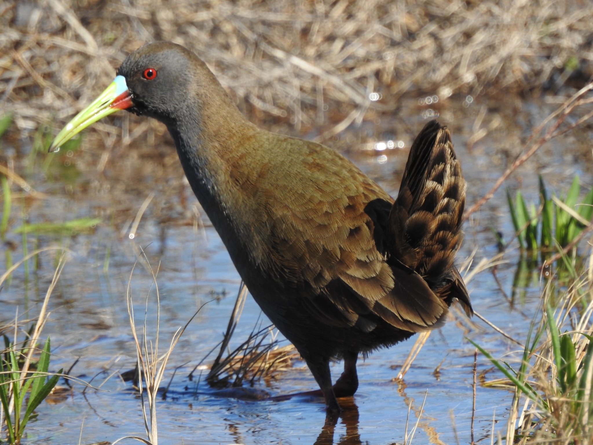 Plumbeous Rail illustration