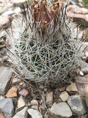 Rapicactus beguinii