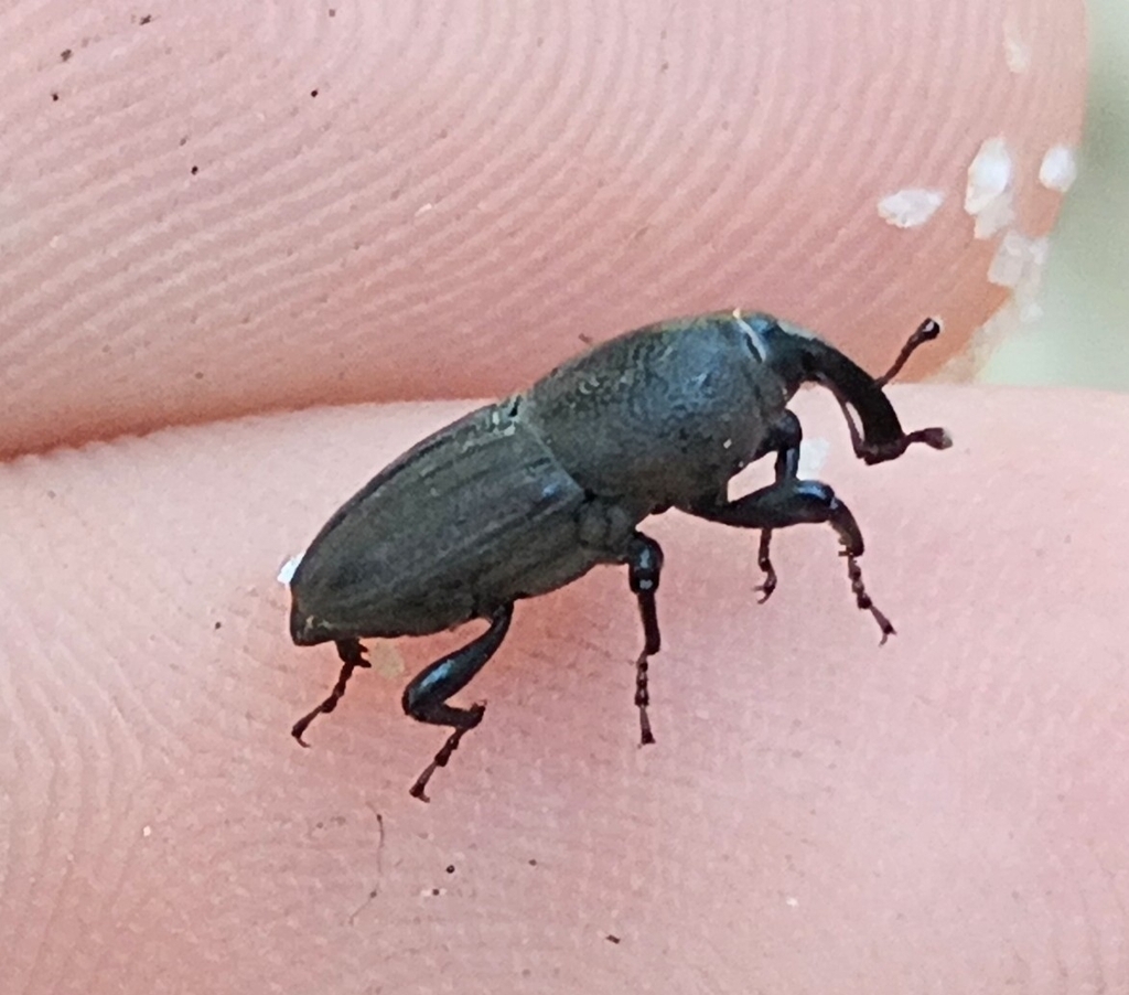 Sphenophorus coesifrons
